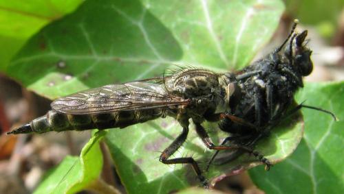 Tolmerus cingulatus